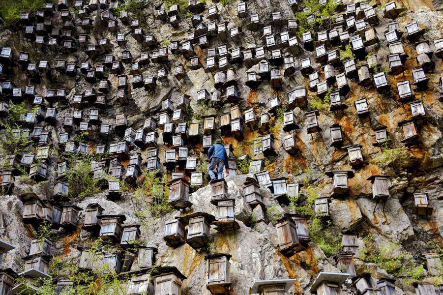 Mont Guanmen, Chine : un miel délicieux, mais qui se mérite 