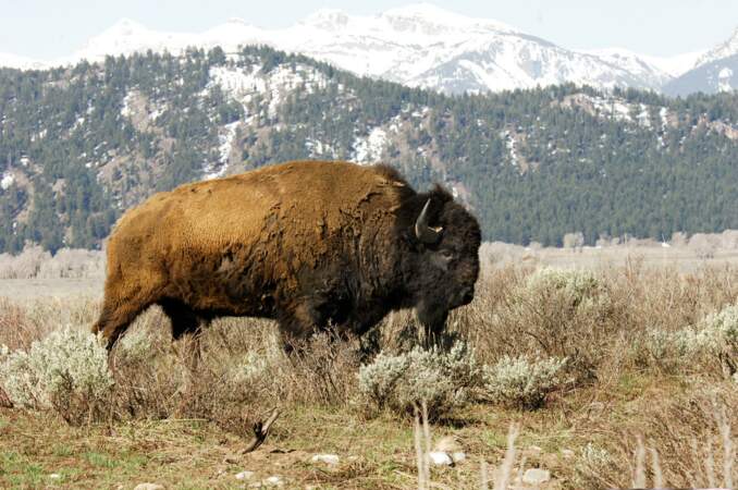 Le bison américain 