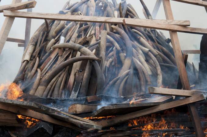 Engagement contre le commerce de l'ivoire