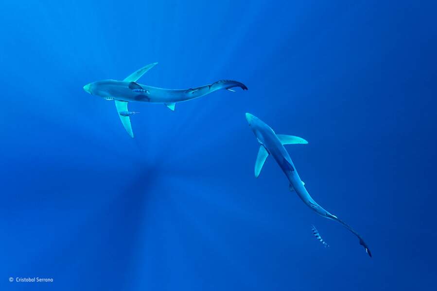 Finaliste : Requins bleus / Açores, Portugal