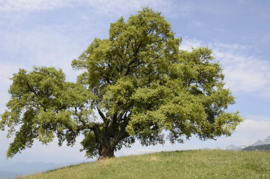 Le chêne de Venon, un arbre perché