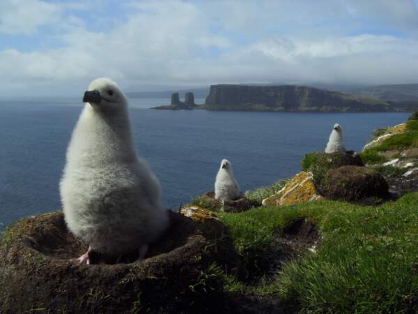 Baie de l'Oiseau, poussins albatros à sourcils noirs