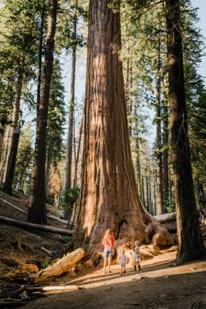 Le parc national de Sequoia, Californie 