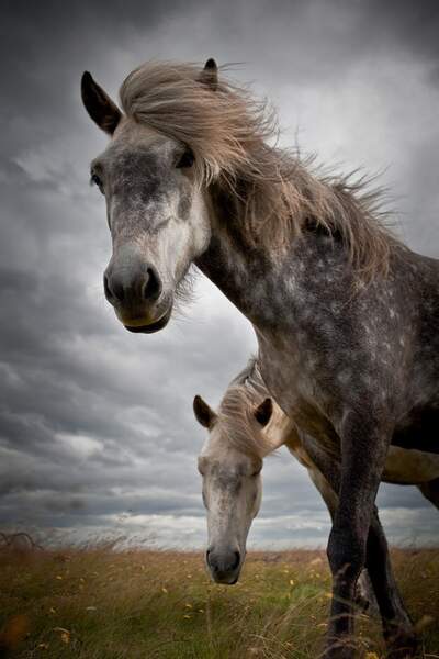 Le cheval islandais