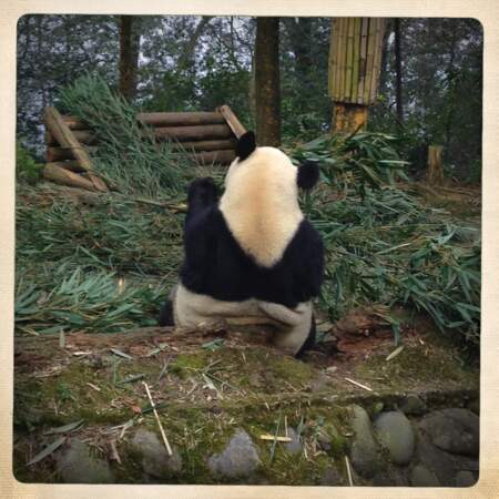 Vrai panda