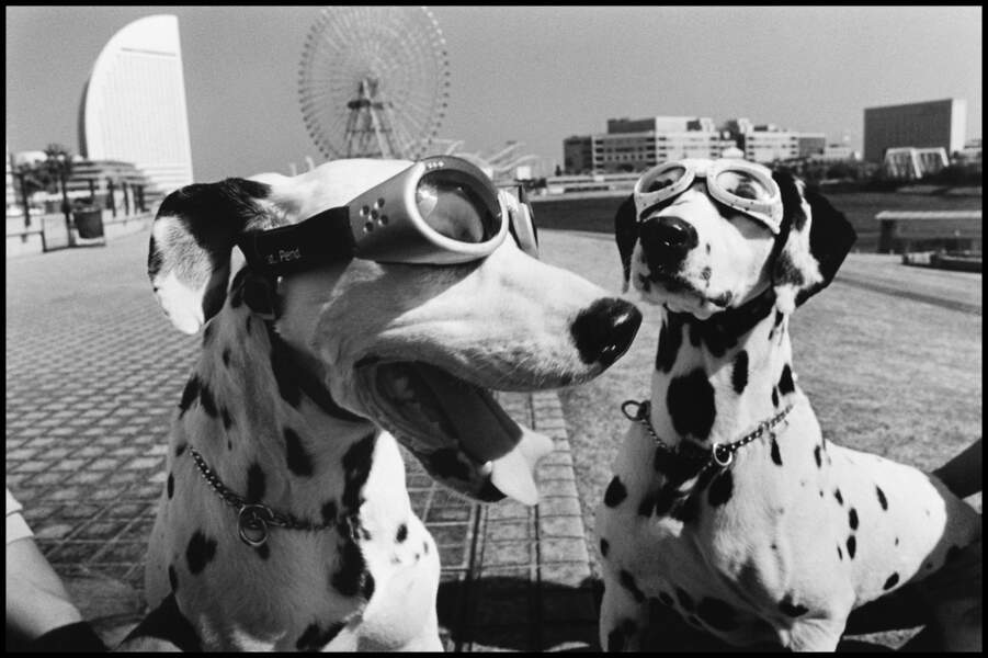 Chiens-chiens, Yokohama, Japon, 2003