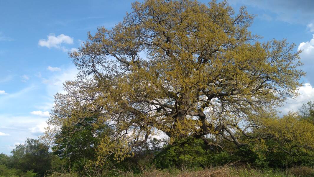 Bulgarie : le vénérable chêne lombard près du village de Rani Lug