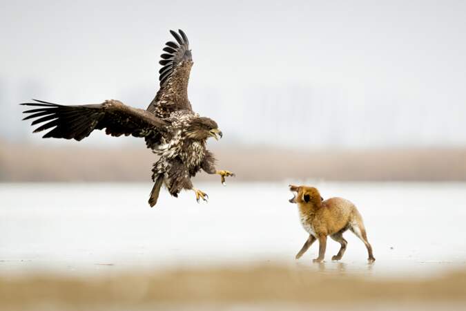 La rencontre d'un aigle et d'un renard / Kiskunság National Park, Hongrie