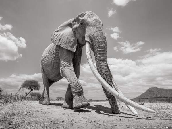 Une éléphante exceptionnelle