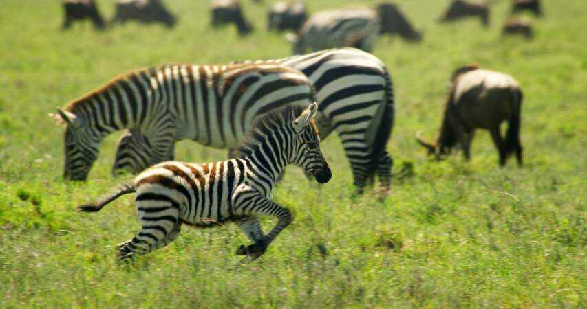 Zèbres des Plaines / Parc national du Serengeti, Tanzanie