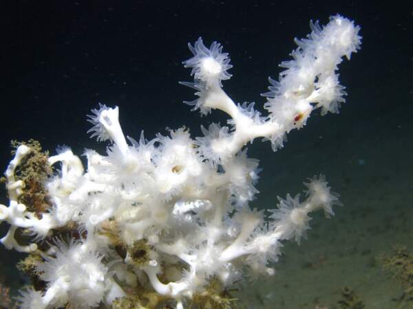 1998 - L'acidification des océans, une menace pour les coraux et les coquillages