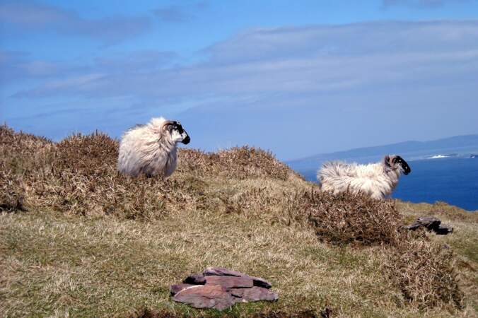 Moutons sur la péninsule de Dingle