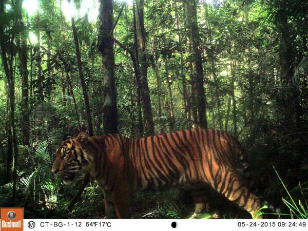 Un majestueux tigre de Sumatra 
