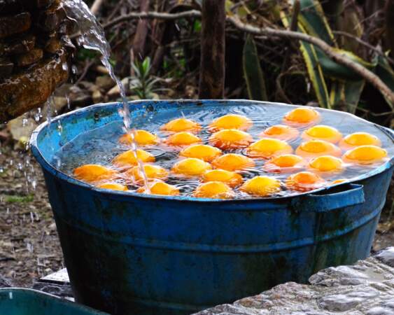 Baignade d'oranges 