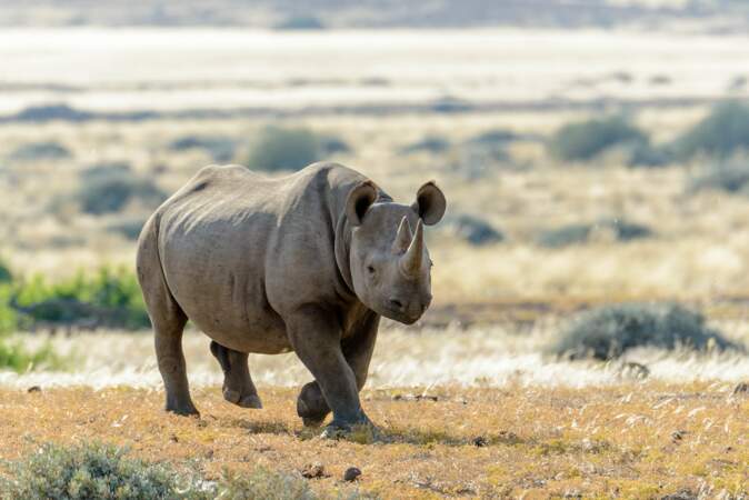 A la recherche du rhinocéros perdu