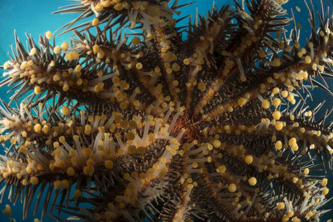L'acanthaster pourpre, cette étoile de mer qui dévore les coraux