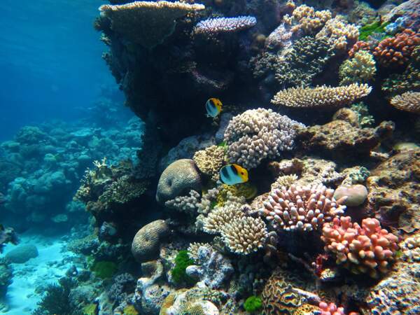 De nouveaux efforts dans la préservation des coraux
