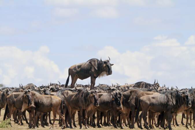 Au-dessus de la mêlée (gnou bleu, réserve du Masai Mara au Kenya)