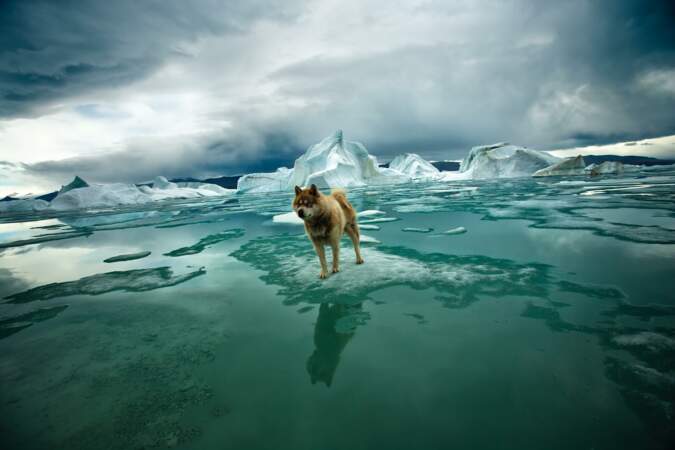 Zéphir, chien de glacier