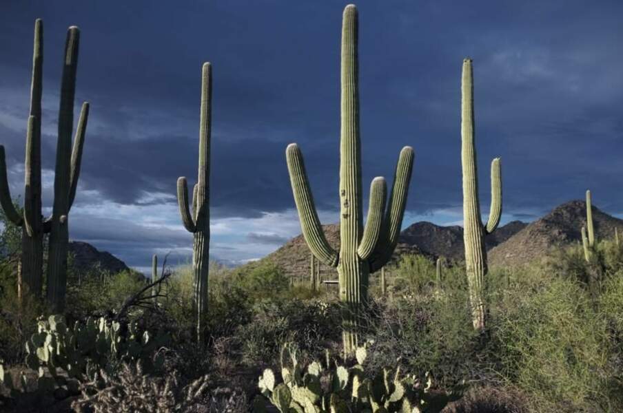 Photo prise au Saguaro National Park (Etats-Unis) par le GEOnaute : agnesmoallem