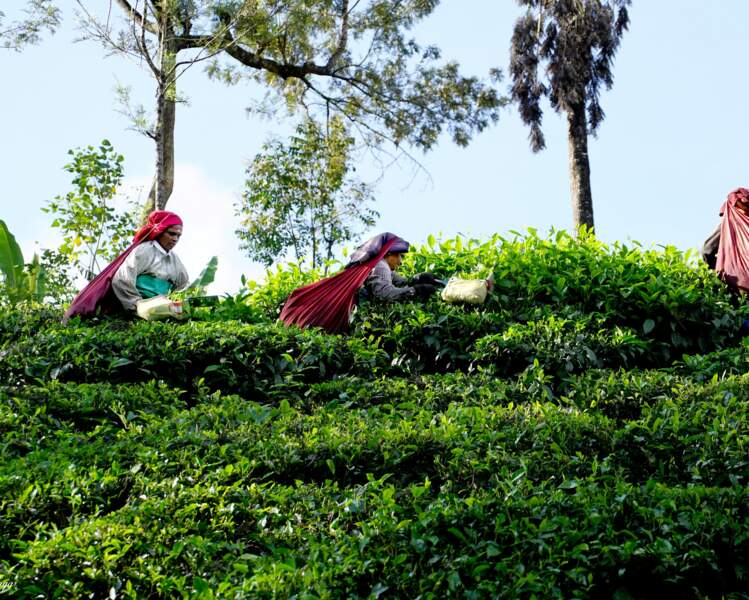 Cueillette du thé, Inde du sud