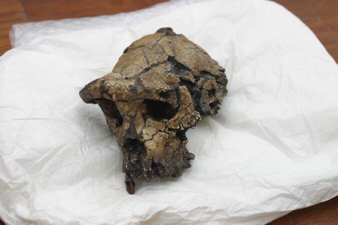 2001 – Mise au jour du crâne de Toumaï, vieux de 7 millions d'années