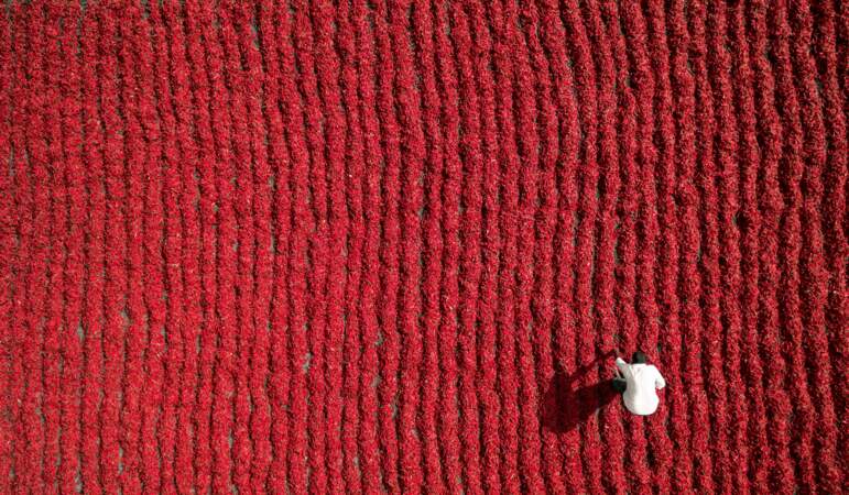Un paysan dans son champ de piments rouges à Guntur, en Inde