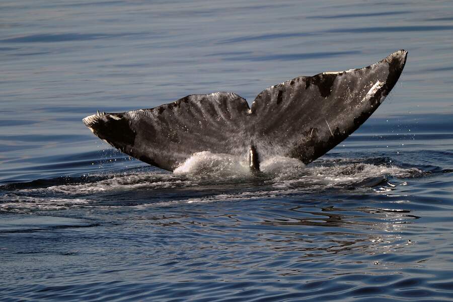Baleine dans la mer de Baffin - Arctique