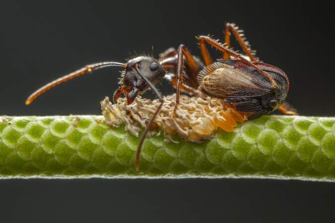 Des fourmis solidaires - Javier Aznar González de Rueda (Espagne), finaliste dans la catégorie "comportement des in