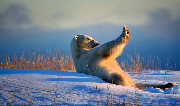 Salut à toi, l'ours polaire !