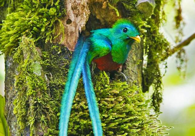 Le quetzal resplendissant
