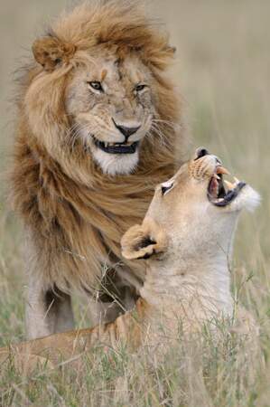 Monsieur et Madame Lion, réserve nationale du Masai Mara, Kenya