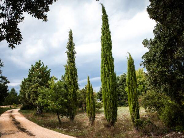 Un décor à la douceur toscane en plein Vaucluse, entre cyprès, oliviers et lentisques
