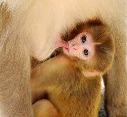 Bébé macaque en Inde