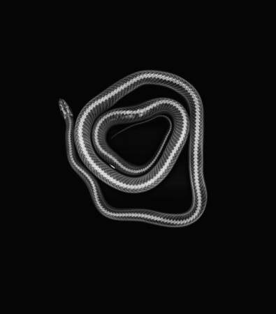 Cornelius, le serpent des blés