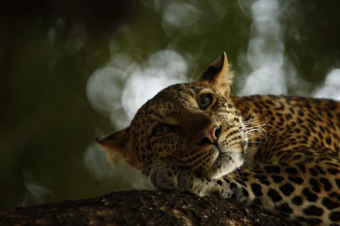 Belle au bois dormant - Skye Meaker (Afrique du Sud), vainqueur dans la catégorie "jeune photographe animalier"