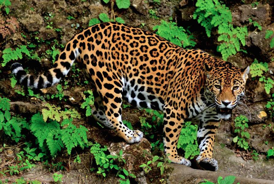 Jaguar le culture