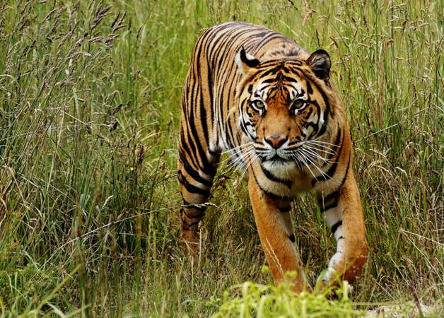 La Chine maintient l'interdiction du commerce d'os de tigre