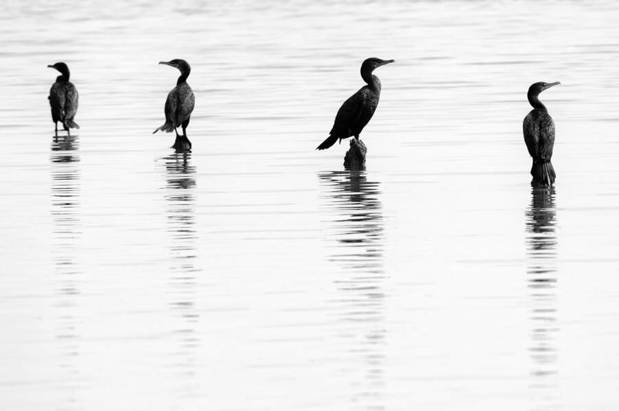Le cormoran à aigrettes