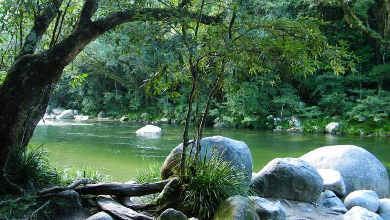Parcourir la forêt de Daintree, un autre grand site Unesco