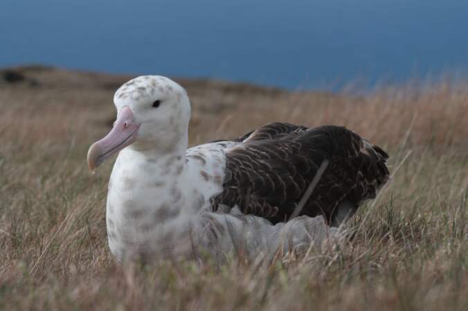 L'albatros d’Amsterdam, l’un des oiseaux les plus rares de la planète