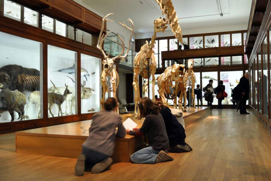 Le Muséum d'histoire naturelle de Nantes