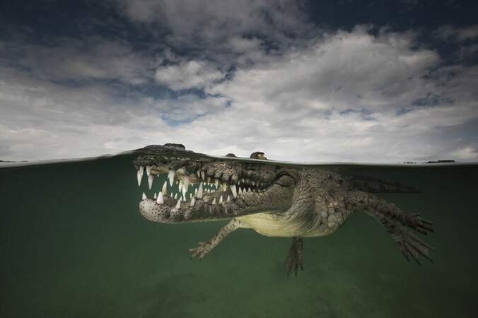 Crocodile américain dans l'archipel des Jardines de la Reina (Cuba)