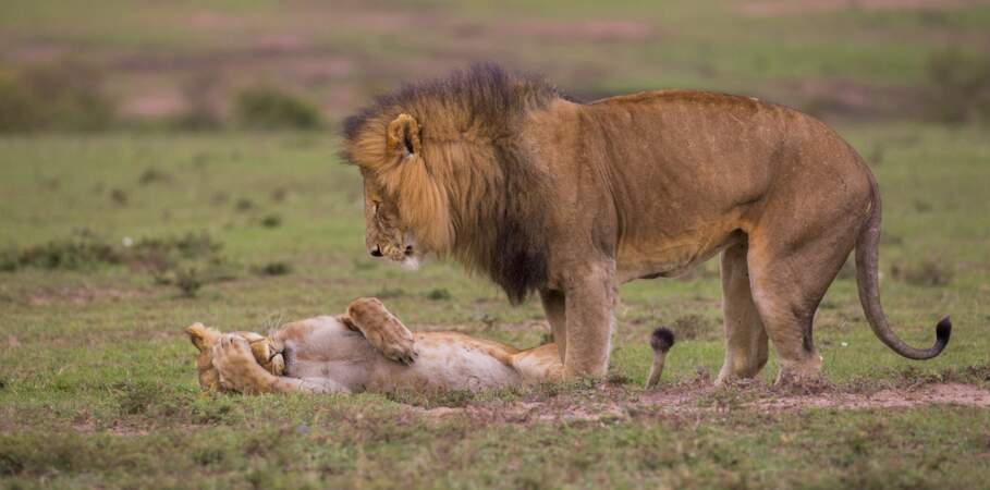 Lions harassés, Kenya