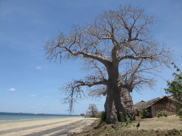 Baie de Pemba, Mozambique
