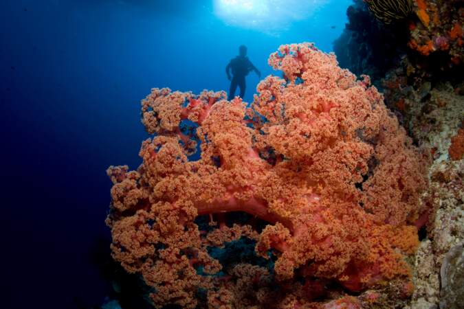 Plongeur dans la mer de Corail