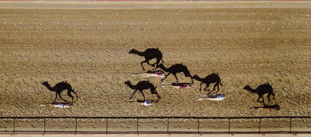 Pendant la course de chameaux qui se déroule chaque année à Dubai (Emirats arabes unis), à l'hippodrome Al Marmoum
