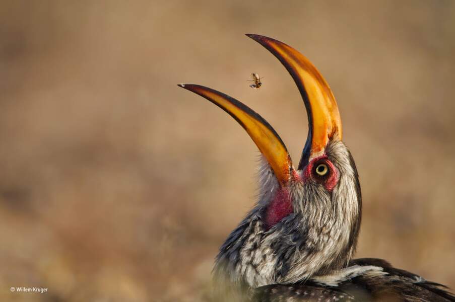 L’art du lancé de termite / Willem Kruger, catégorie oiseaux