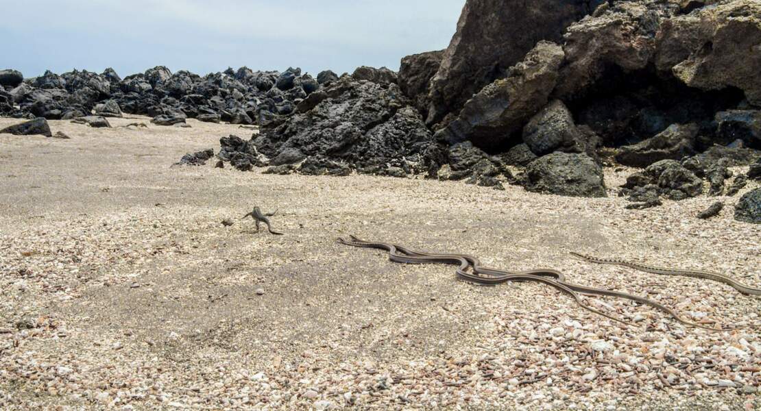 Jeune iguane marin poursuivi par des serpents des Galápagos