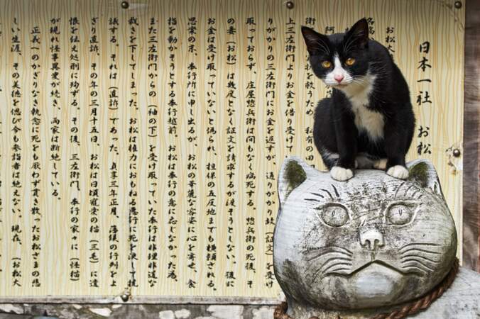 A Tokyo, un temple dédié aux chats